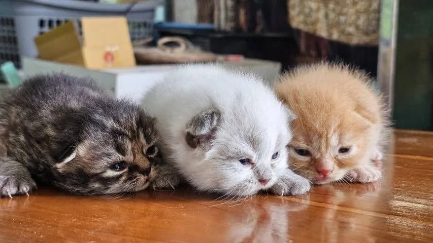 ลูกแมวสก๊อตติชผสมเปอร์เซีย