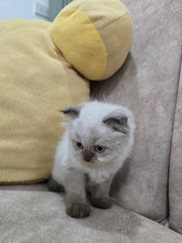 ลูกแมวสก๊อตติชผสมเปอร์เซีย