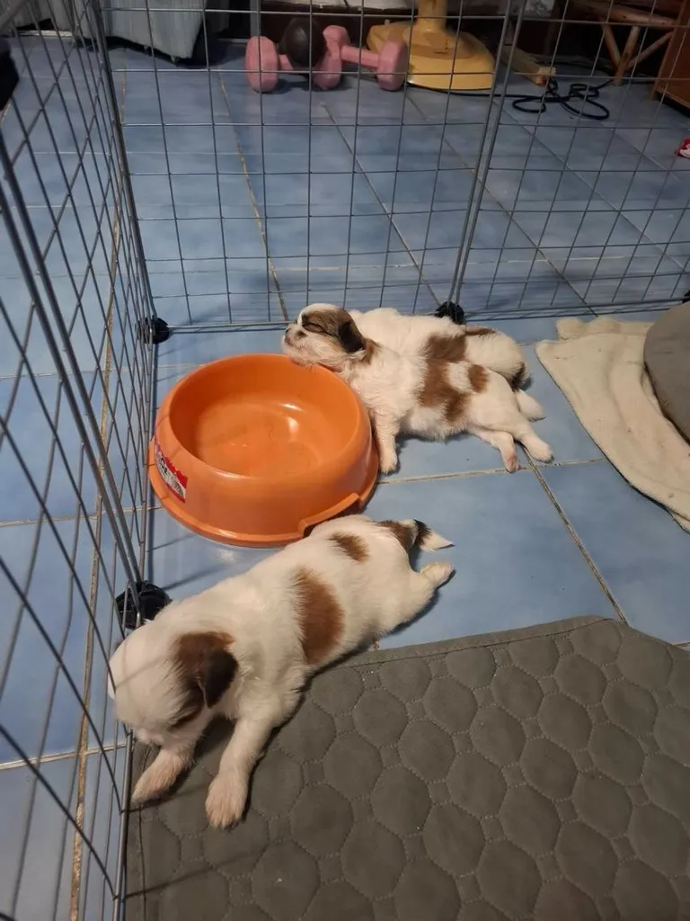 ชิสุ