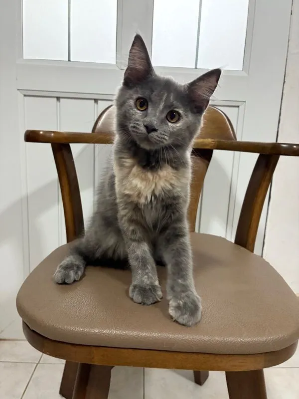 เมนคูนผสม