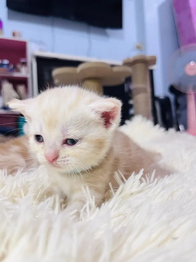น้องแมวอเมริกันช็อตแฮร์