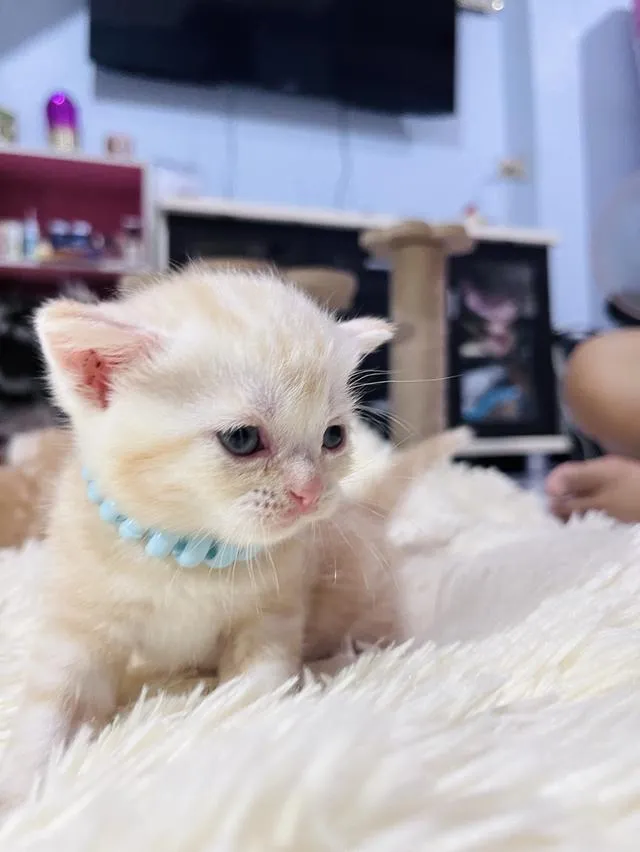 น้องแมวอเมริกันช็อตแฮร์