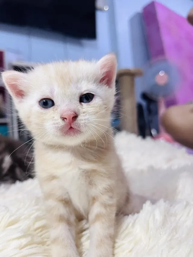 น้องแมวอเมริกันช็อตแฮร์