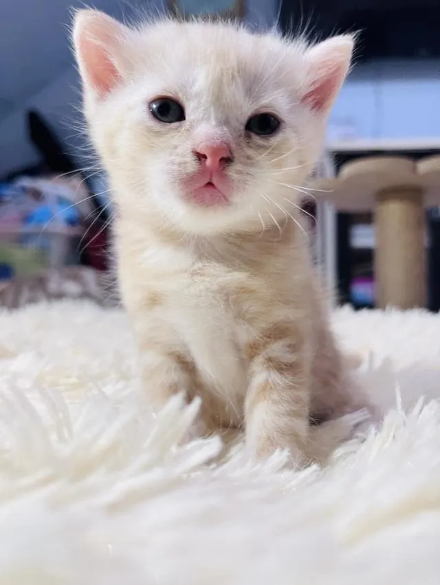 น้องแมวอเมริกันช็อตแฮร์