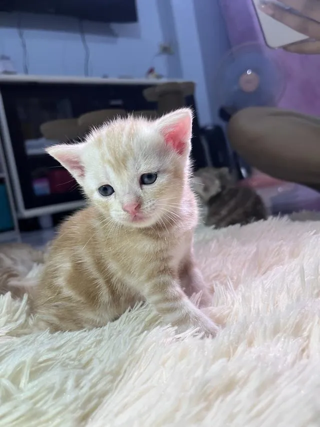 น้องแมวอเมริกันช็อตแฮร์