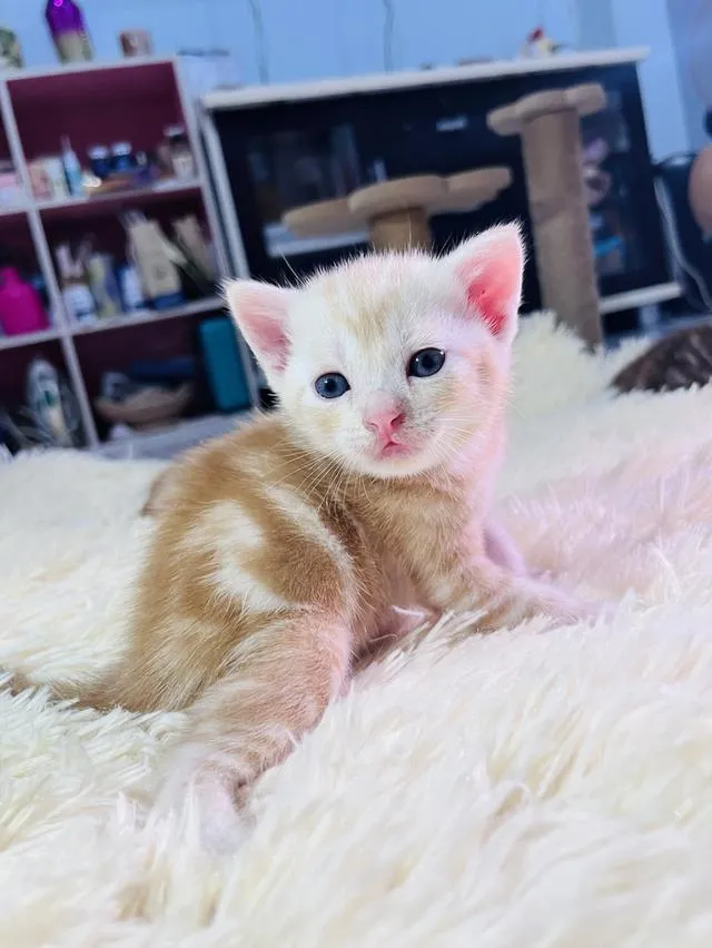 น้องแมวอเมริกันช็อตแฮร์