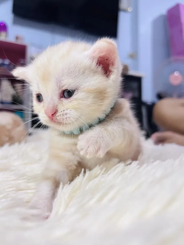 น้องแมวอเมริกันช็อตแฮร์