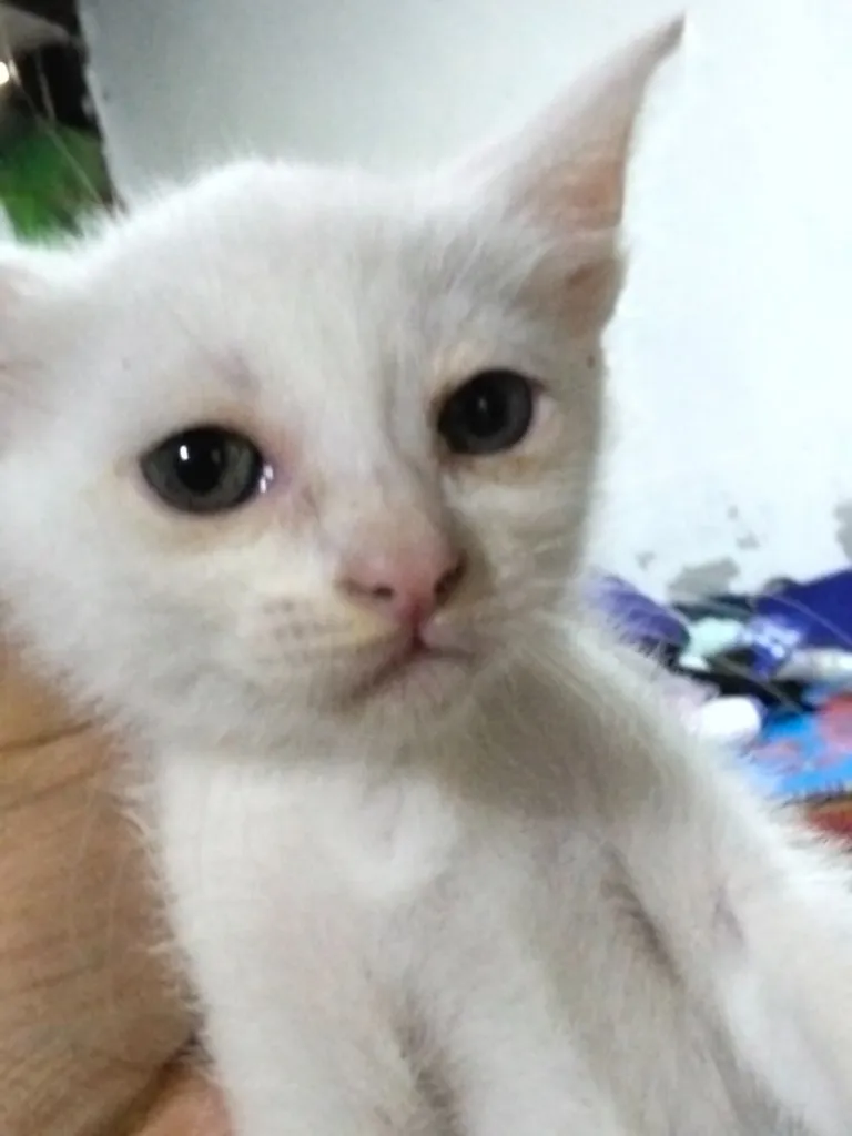 สัตว์เลี้ยง ลูกแมว แมว