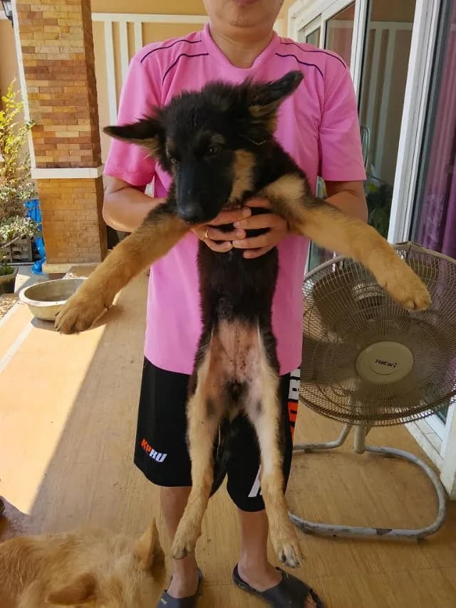 เยอรมันเชพเพิร์ด กำแพงเพชร