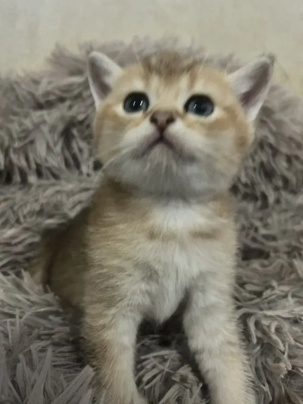 ลูกแมว บริติชชอตแฮร์