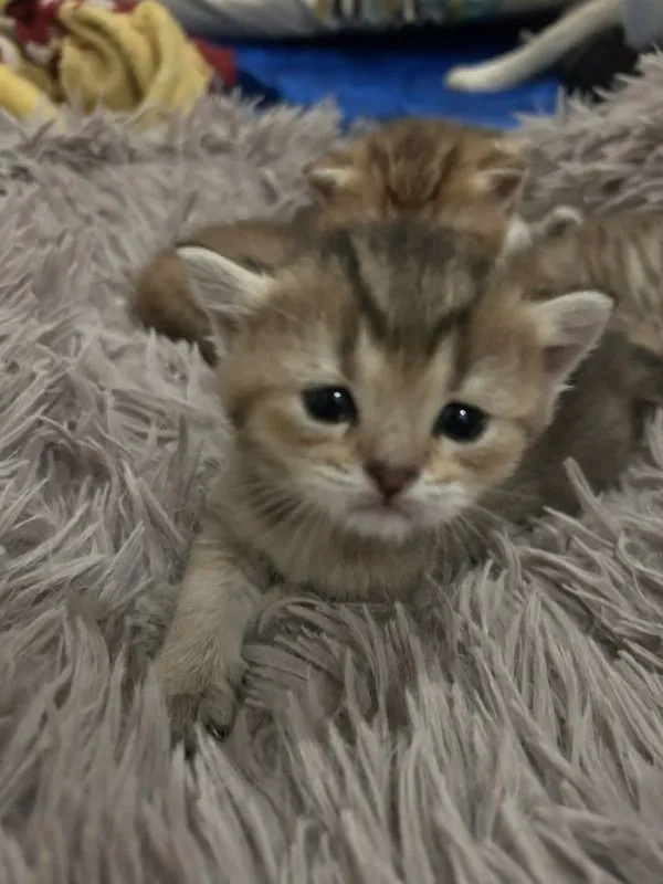 ลูกแมว บริติชชอตแฮร์