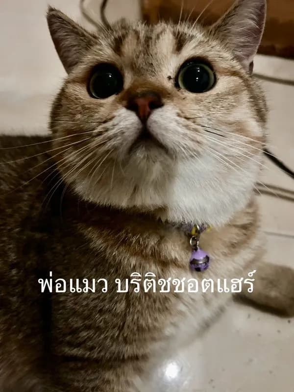 ลูกแมว บริติชชอตแฮร์