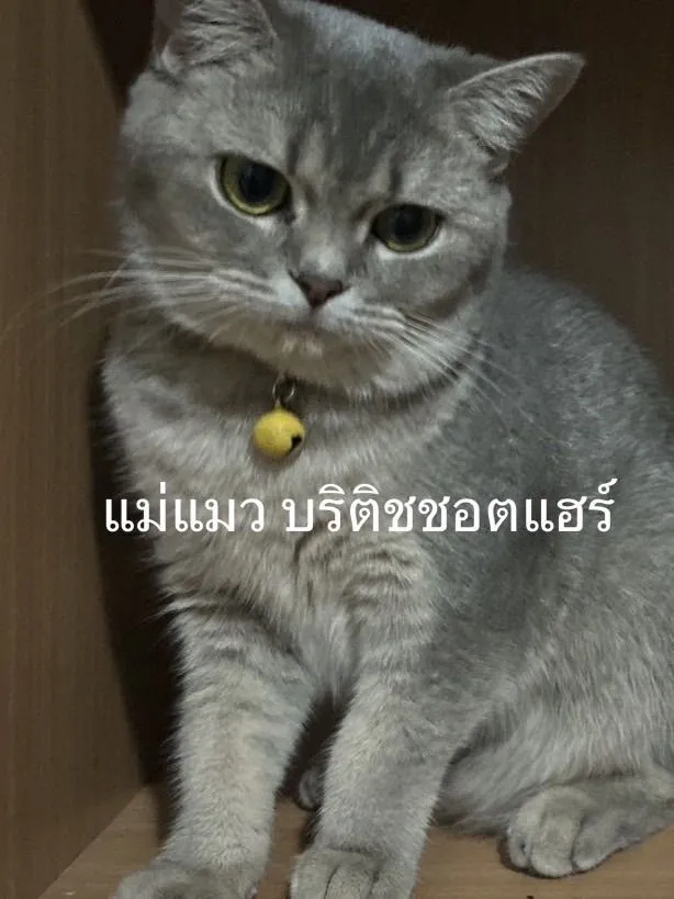 ลูกแมว บริติชชอตแฮร์
