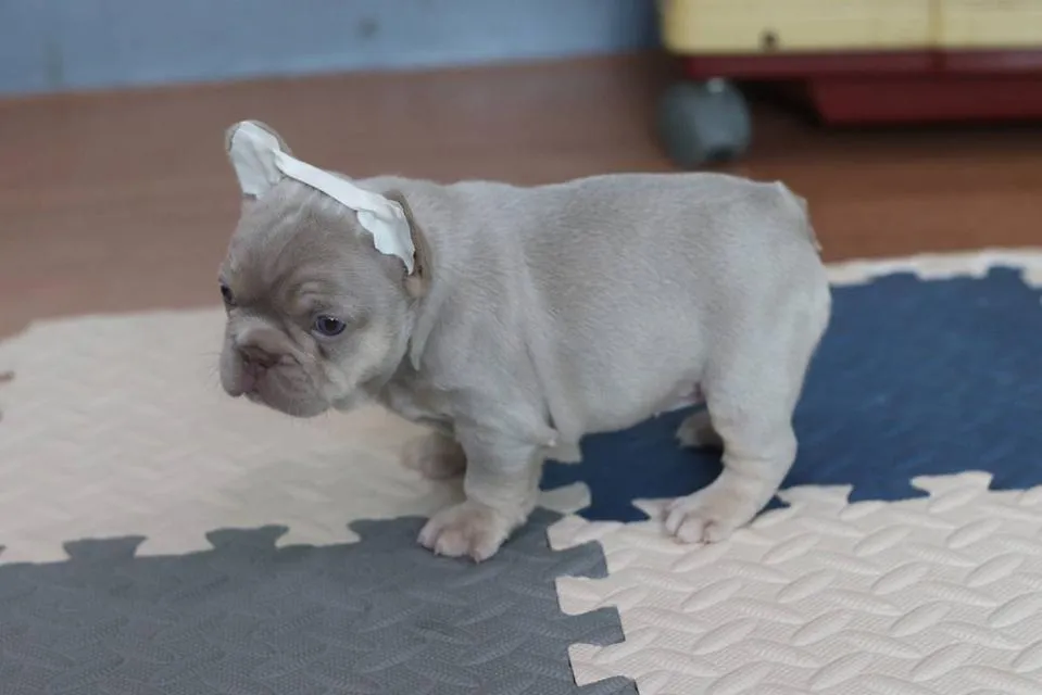 ลูกสุนัขเฟรนบูลด็อก และพ่อพันธุ์เฟรนบูลด็อกเปิดรับผสม