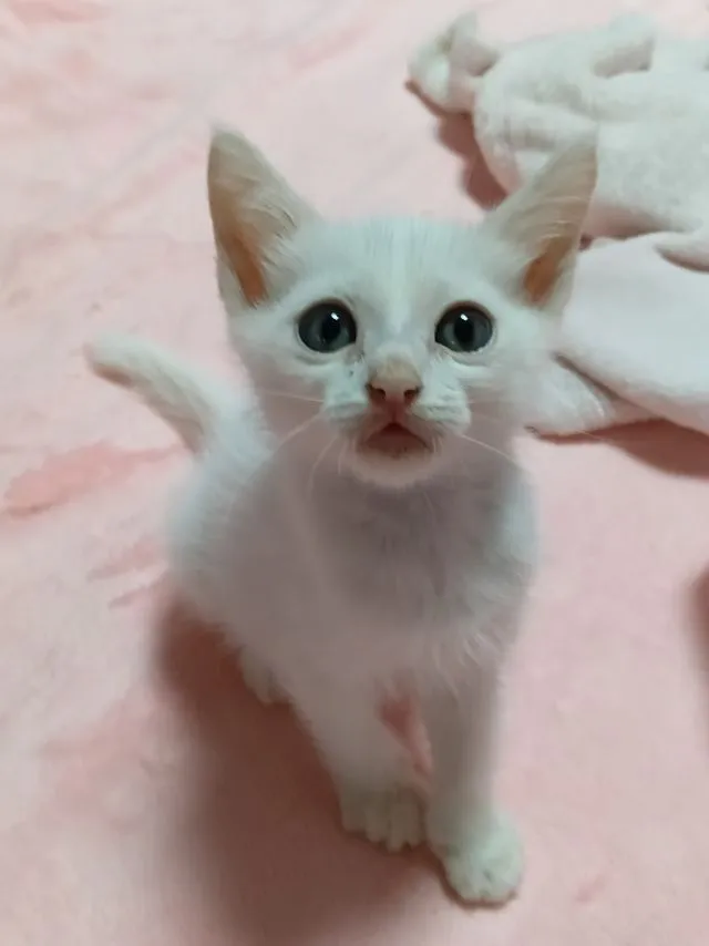 แมวเปอร์เซียผสมไทย