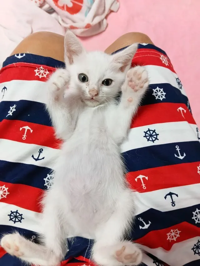 แมวเปอร์เซียผสมไทย