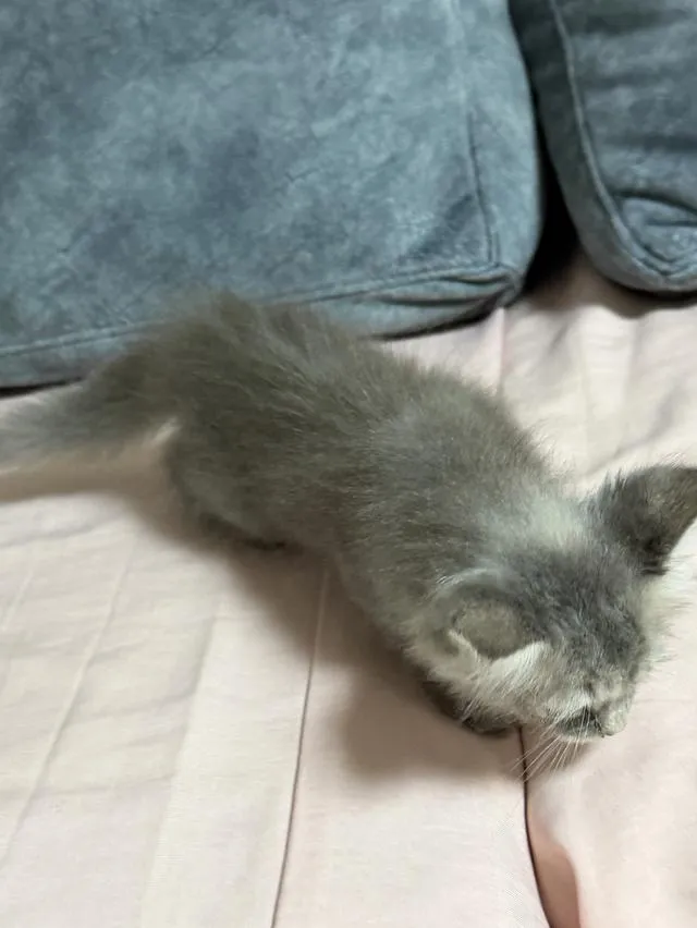 Scottish Fold Kittens Bangkok & Nearby | ลูกแมวสก็อตติชโฟลด์ กรุงเทพฯ และปริมณฑล 🐱