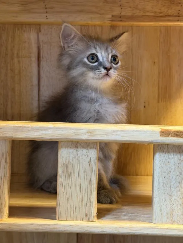 Scottish Fold Kittens Bangkok & Nearby | ลูกแมวสก็อตติชโฟลด์ กรุงเทพฯ และปริมณฑล 🐱