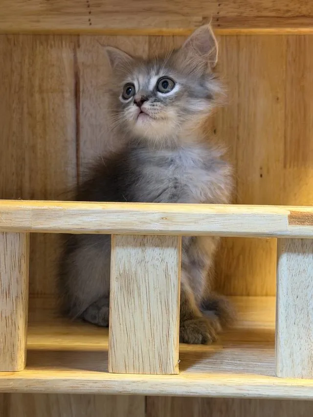 Scottish Fold Kittens Bangkok & Nearby | ลูกแมวสก็อตติชโฟลด์ กรุงเทพฯ และปริมณฑล 🐱