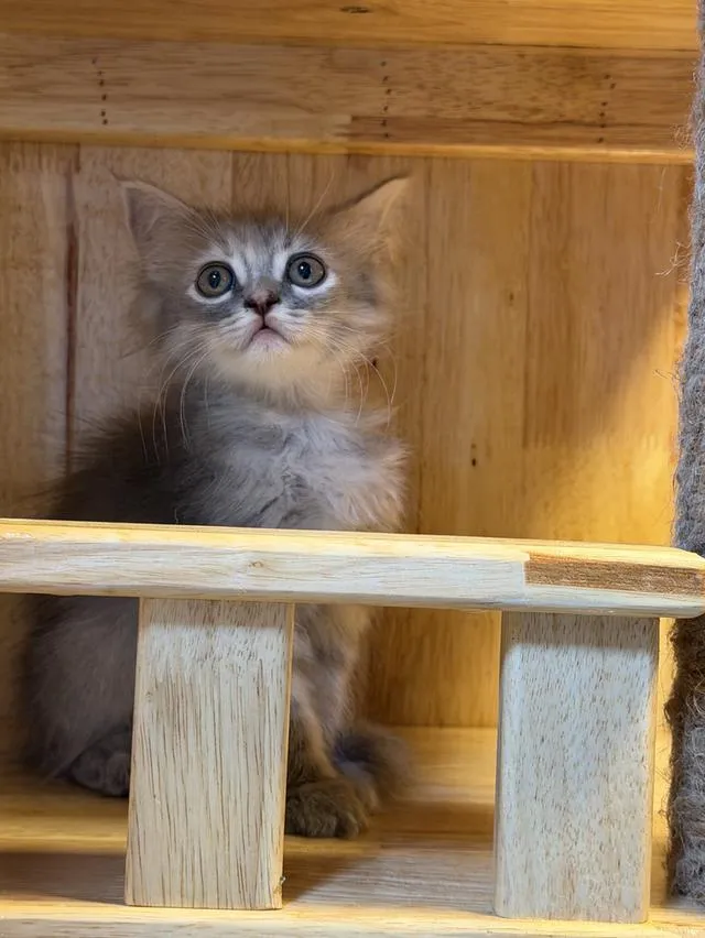 Scottish Fold Kittens Bangkok & Nearby | ลูกแมวสก็อตติชโฟลด์ กรุงเทพฯ และปริมณฑล 🐱