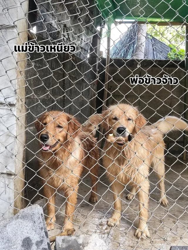 สุนัขพันธุ์โกลเด้นรีทรีฟเวอร์