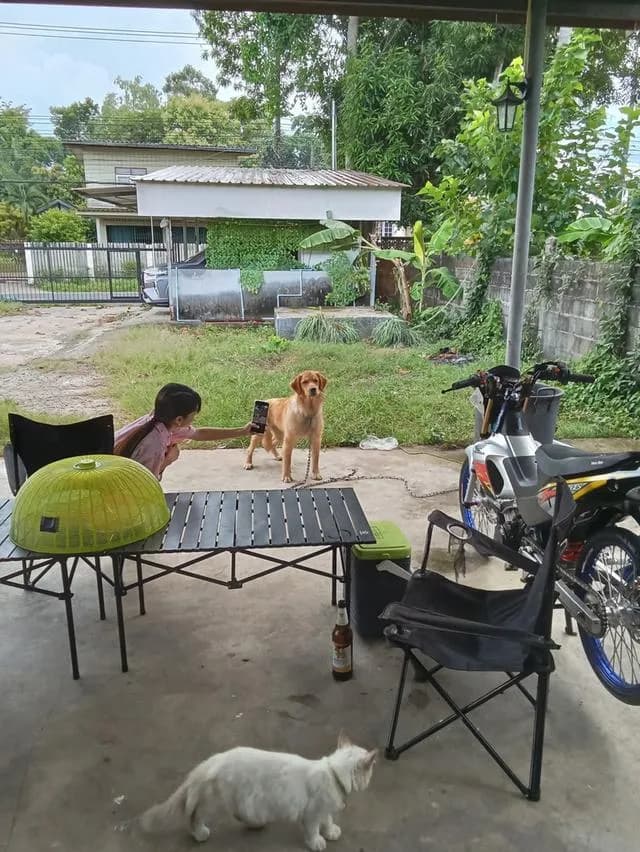 สุนัขพันธุ์โกลเด้นรีทรีฟเวอร์