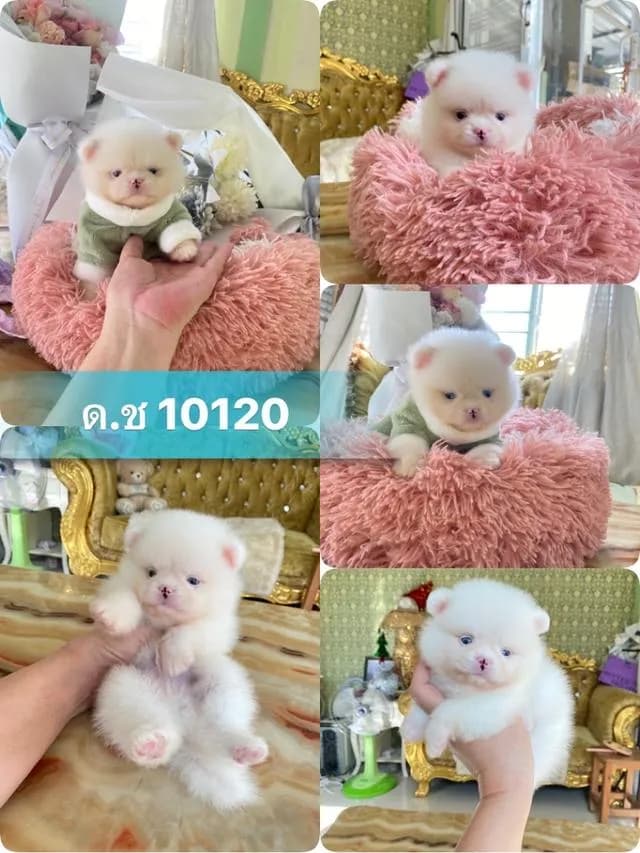 ลูกปอมแท้ ราคากันเอง มีบริการจัดส่งถึงบ้าน