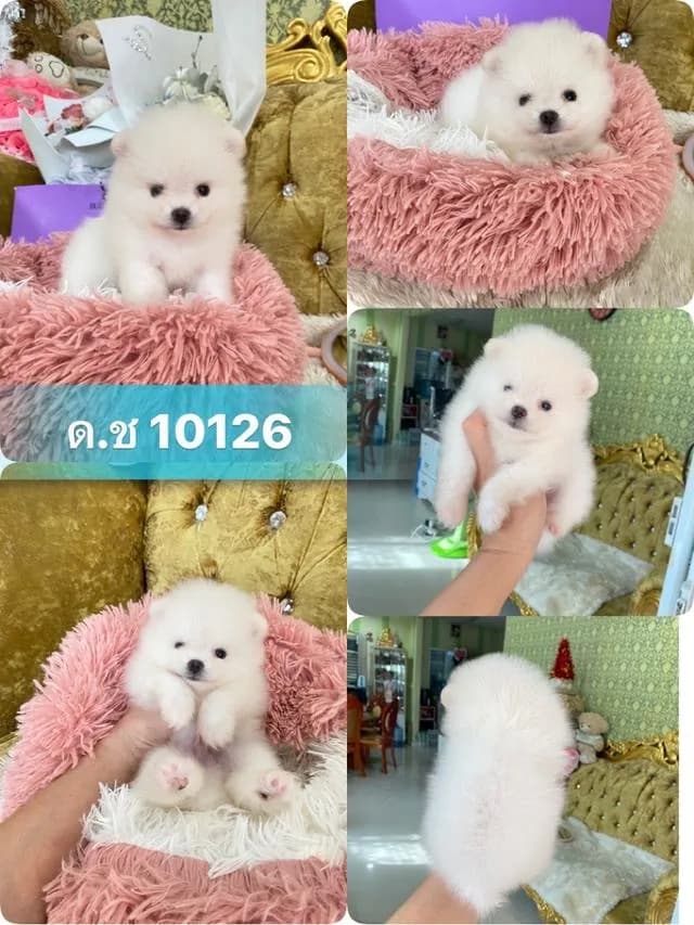 ลูกปอมแท้ ราคากันเอง มีบริการจัดส่งถึงบ้าน
