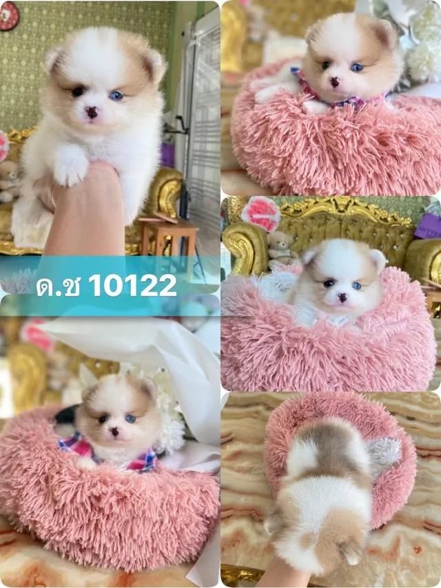 ลูกปอมแท้ ราคากันเอง มีบริการจัดส่งถึงบ้าน