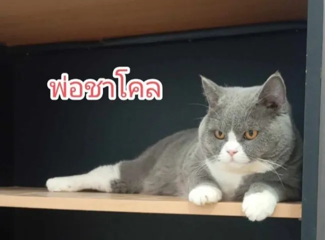 บริติชช๊อตแฮร์