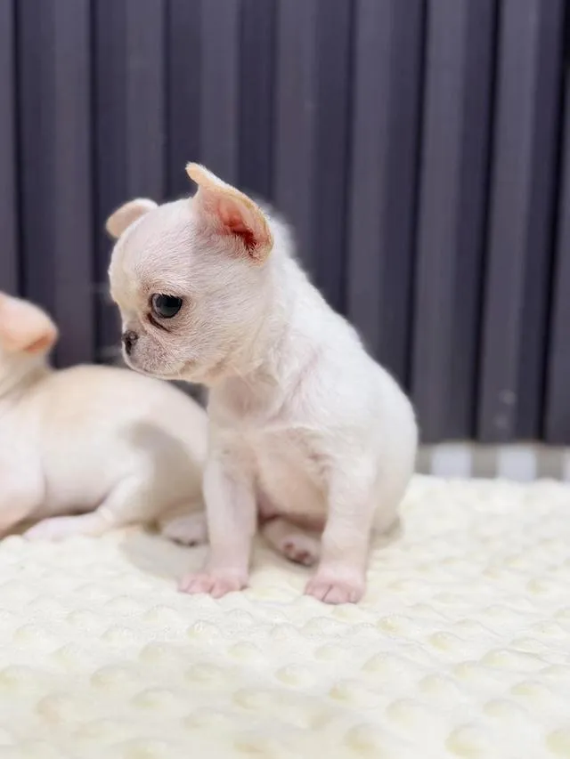 chihuahuathailandชิวาวาไทยแลนด์เกรดสวย