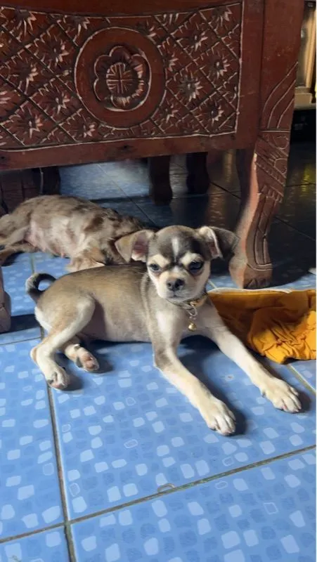 ชิวาว่า