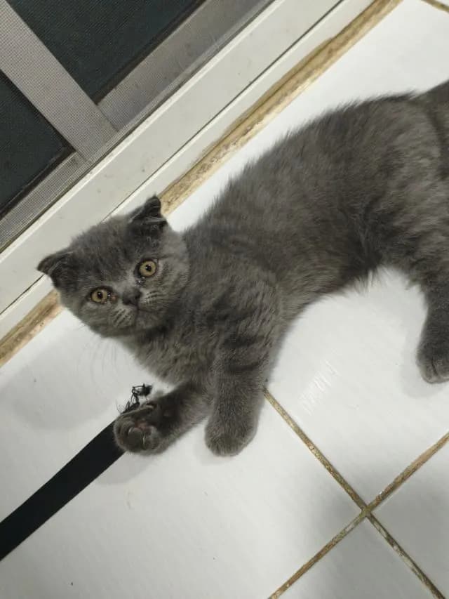 สก๊อตติช ดช.บลู