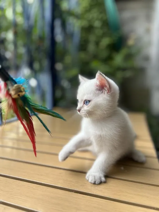 แมวพันธ์ บริติช สี point