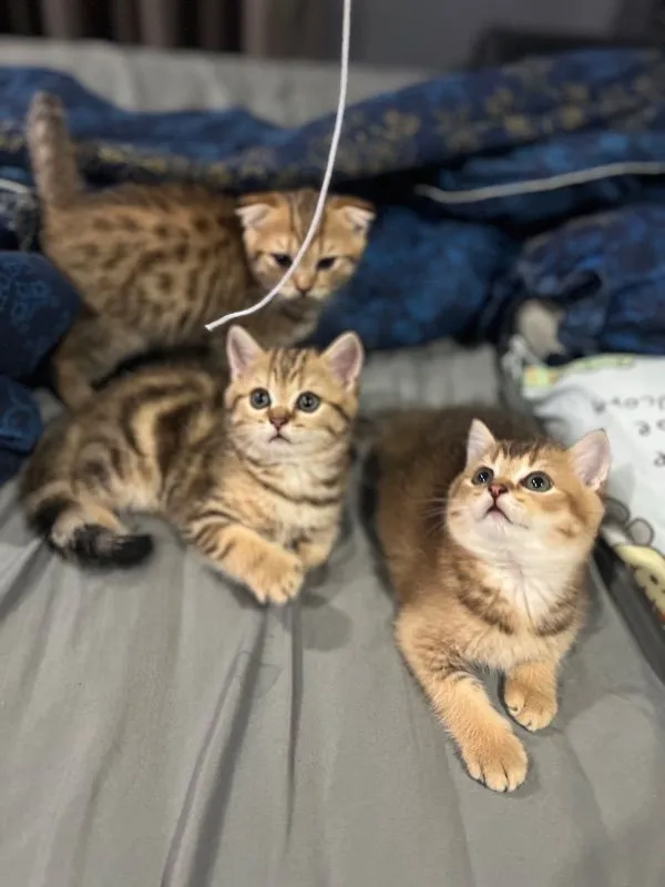 หาบ้านให้น้องแมว บริติช