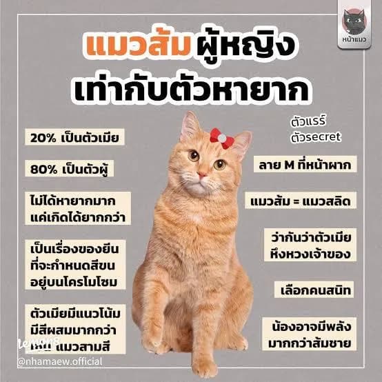 แมวเปอร์เซียส้มกาฟิว เพศ เมียตัวแร์ไอเท็ม กาฟิวเมียหายาก