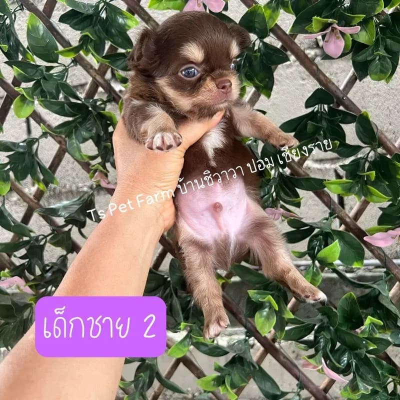 ชิวาวา ชาย