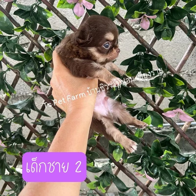 ชิวาวา ชาย