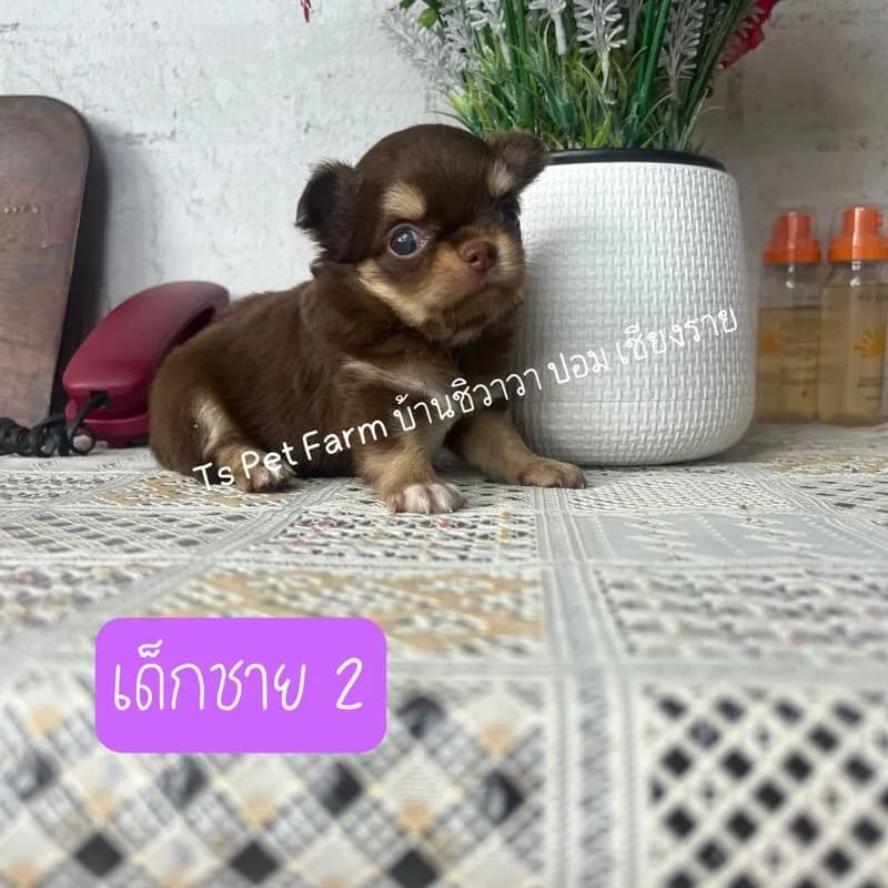 ชิวาวา ชาย