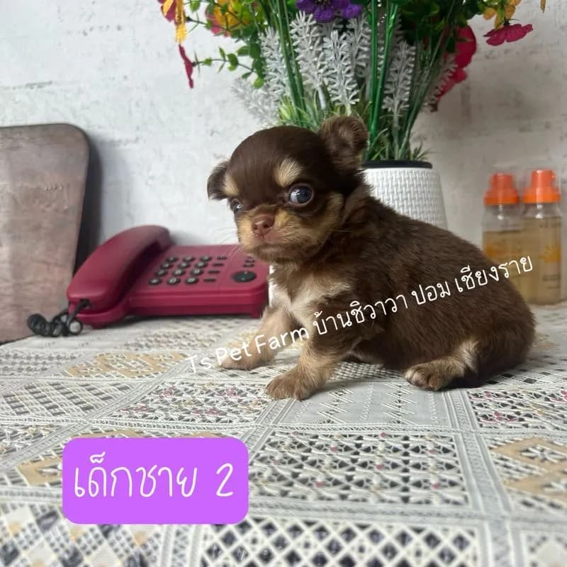 ชิวาวา ชาย