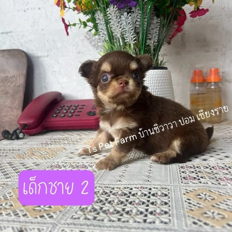 ชิวาวา ชาย