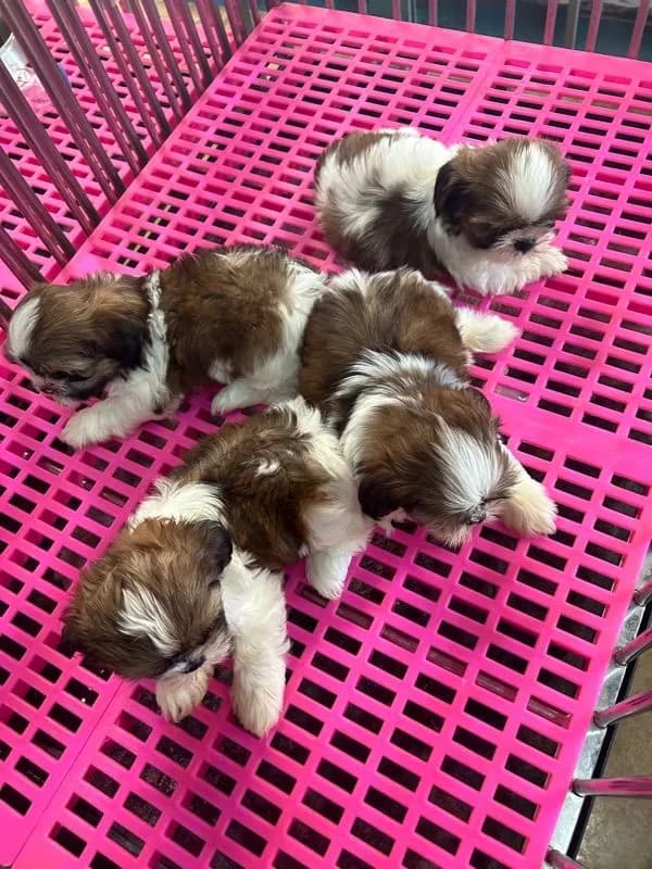 ลูดชิสุทอยผุ้2เมีย2