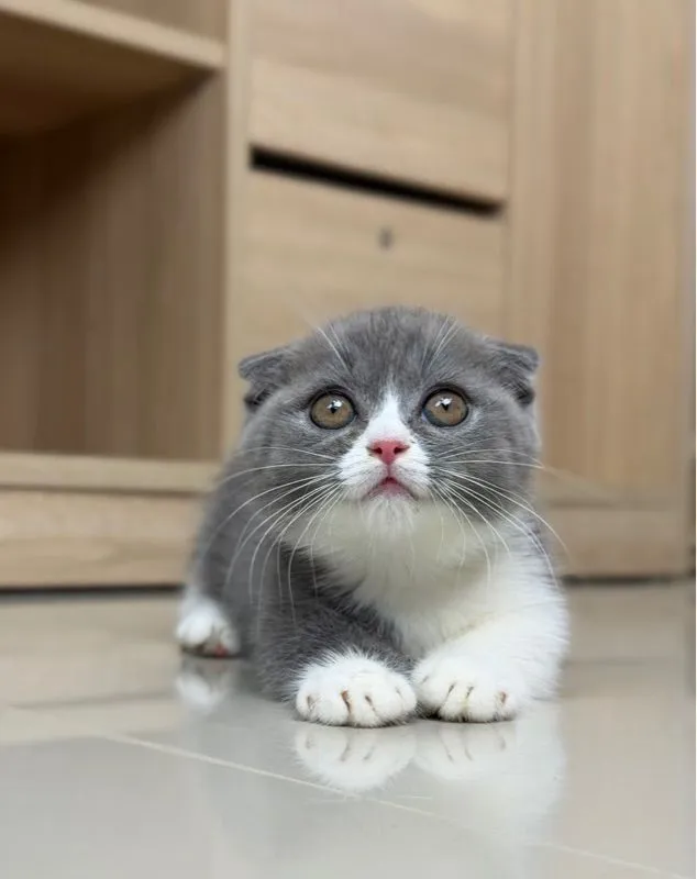 มันช์กิัน
