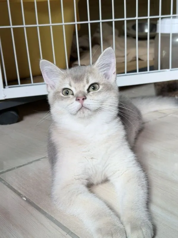 แมวบริติชชอร์ตแฮร์