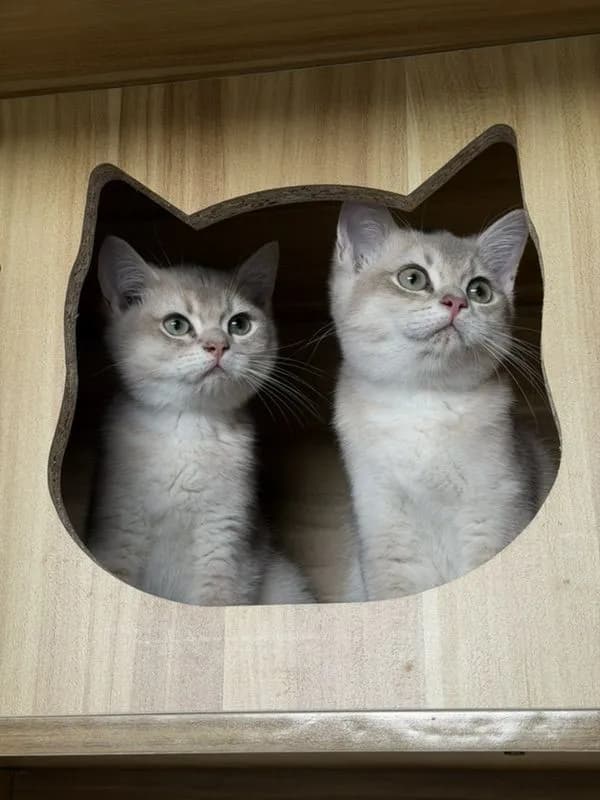 แมวบริติชชอร์ตแฮร์