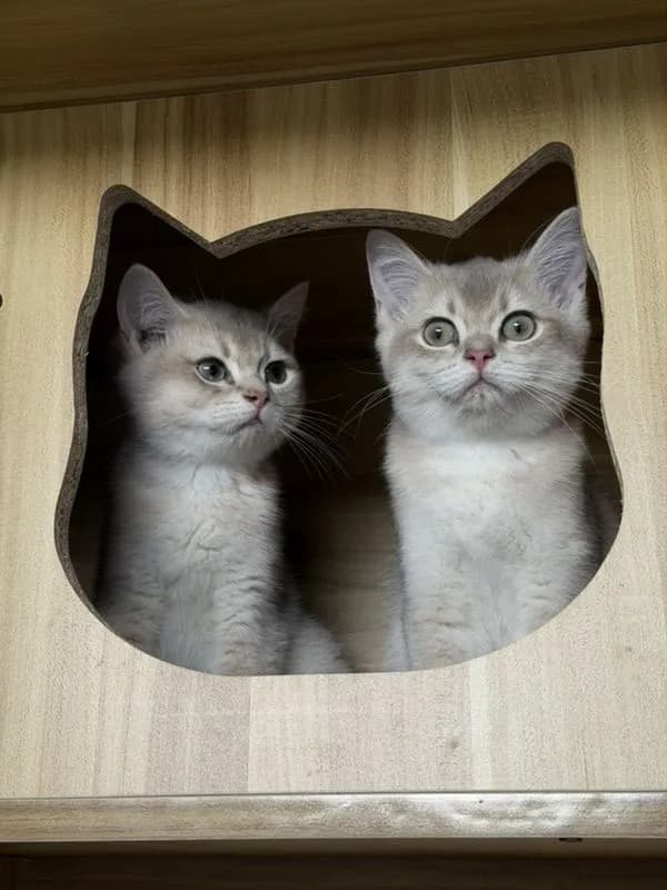แมวบริติชชอร์ตแฮร์