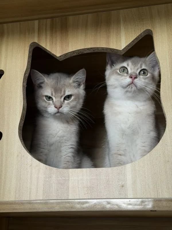 แมวบริติชชอร์ตแฮร์