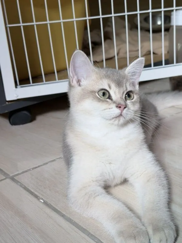 แมวบริติชชอร์ตแฮร์