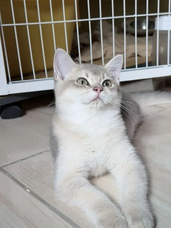 แมวบริติชชอร์ตแฮร์