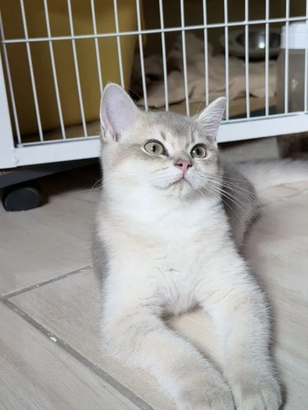 แมวบริติชชอร์ตแฮร์